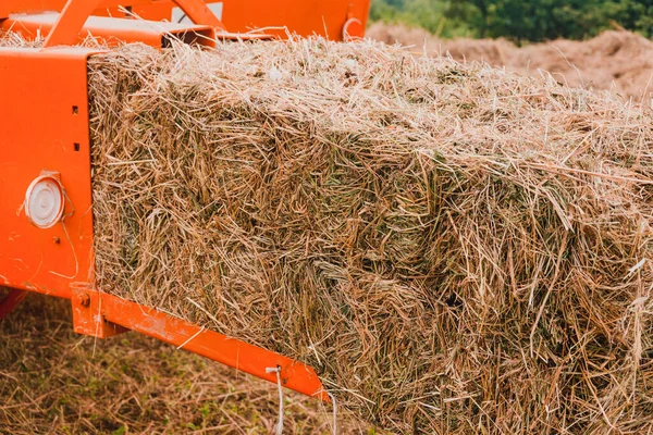 가축을 건초를 수확하는 들판에서 바닥짐을 만드는 트랙터 2020 — 스톡 사진
