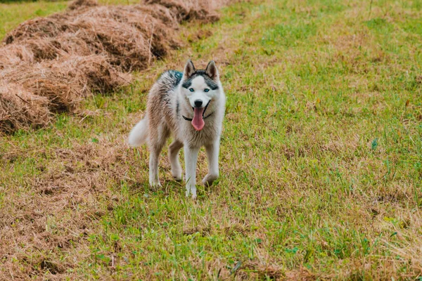 Siberian Husky Spaziert Auf Einem Frisch Gemähten Feld — Stockfoto