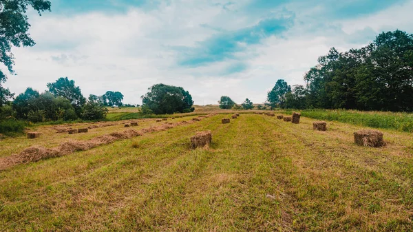 Dried grass and bales in the field, pressed hay in the field.2021