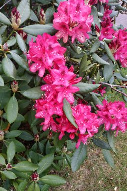 Almanya 'da ilk çiçek açan rhododendron bitkisi, 2021.