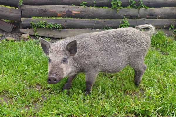 Cerdo Vietnamita Negro Roza Hierba Jardín 2021 —  Fotos de Stock