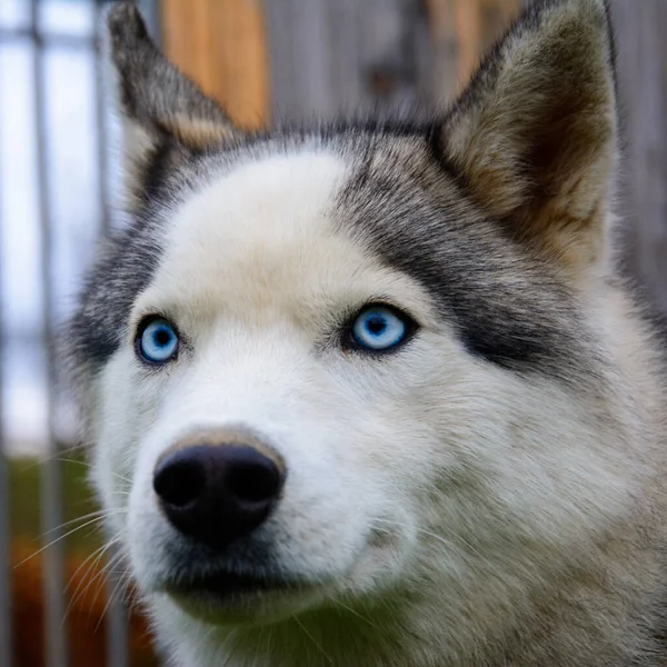 Perro Husky Siberiano Cerrar Cara Con Los Ojos Azules Perro — Foto de Stock