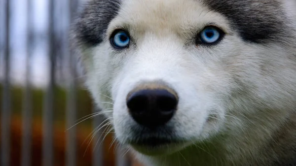 Σιβηρίας Husky Σκυλί Κοντά Στο Πρόσωπο Μπλε Μάτια Husky Σκυλί — Φωτογραφία Αρχείου