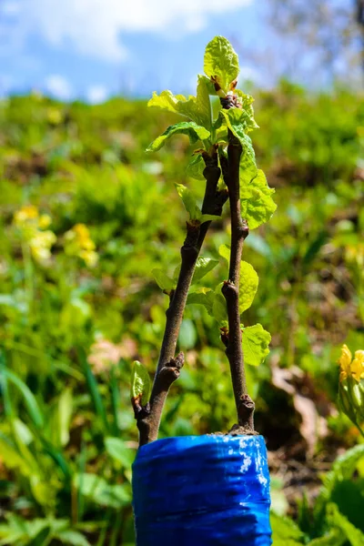 Frühjahrspflanzung Von Obstbäumen Wurzelstock Und Wurzelstock Auf Dem Foto Aus — Stockfoto