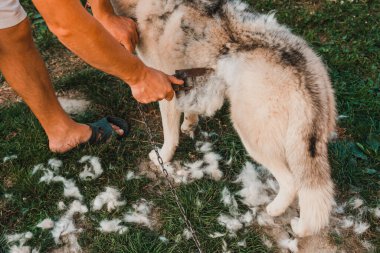 Adam köpeğe bakar, tarar ve eski kürkü alır. Bakımcı 2021 'de Sibirya kabuğundan eski yünleri alıyor..