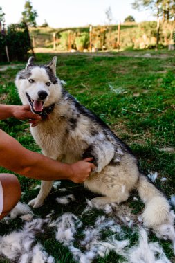 Köpek bakımı, Sibirya Husky kulübeleri, köpeğin sahibi eski kürkü tarıyor, iş sokakta yapılıyor. 2021