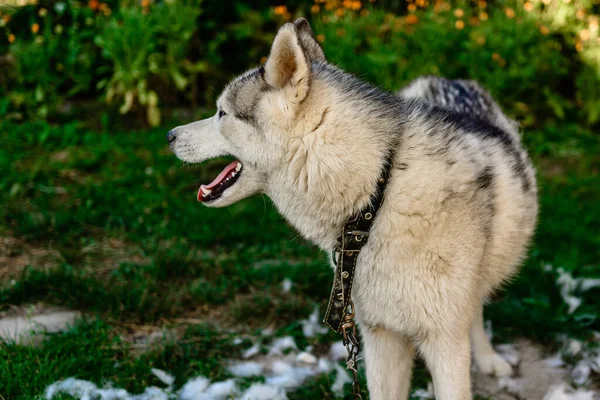 Cão Derramamento Pentear Cuidar Cão Jardo 2020 — Fotografia de Stock