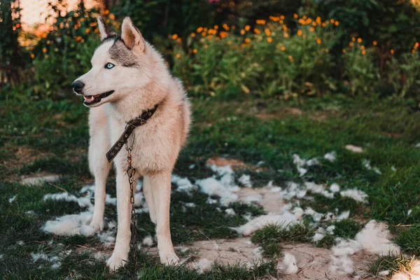 Husky Lança Cabelo Cão Penteado Feliz Descansando Rua 2020 — Fotografia de Stock