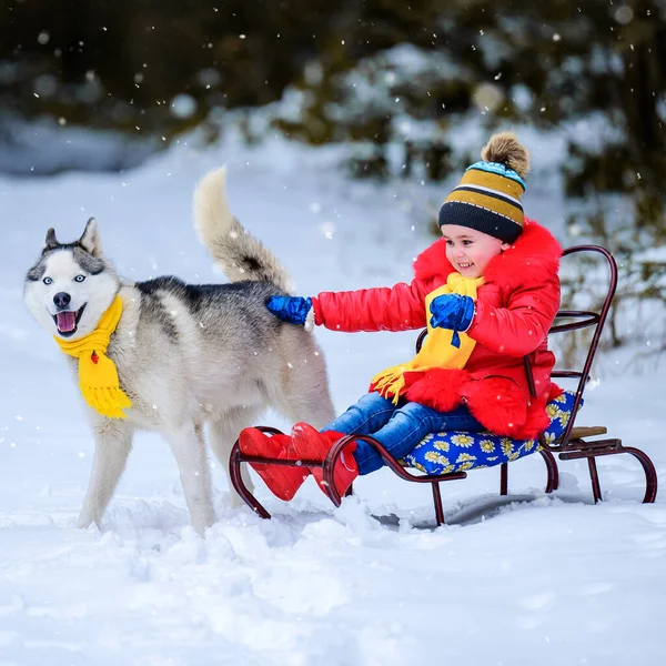 Ein Mädchen Auf Einem Schlitten Spielt Mit Ihrem Haustier Husky — Stockfoto