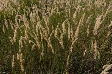 Yazın açan uzun çiçek, tarlalarda yabani bitki. Yeni.