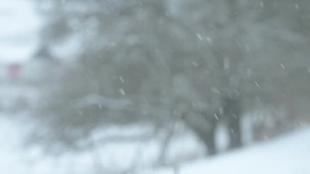 멋진 겨울 아침, 눈이 내리고 미풍 이 불고 자연 관찰. — 비디오