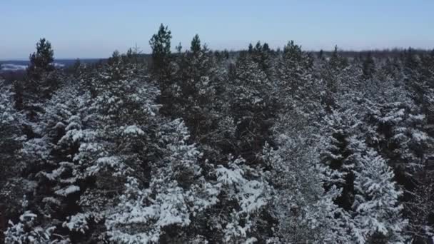 Latanie nad zaśnieżonym lasem, drzewa pokryte śniegiem, sezon zimowy. — Wideo stockowe