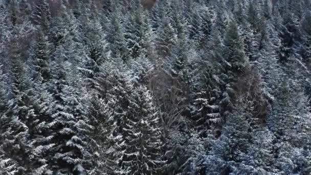 Flyger över en snöig skog, träd täckta med snö, kall vintersäsong. — Stockvideo