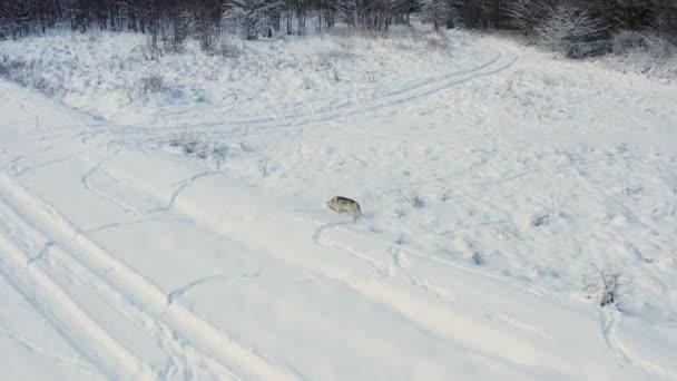 Husky Siberia berjalan melalui ladang bersalju di dekat hutan, pandangan atas seekor anjing dan tindakannya. Serigala muda abu-abu di alam liar. — Stok Video