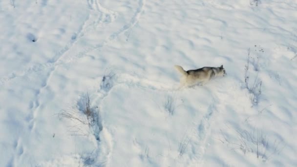 Siberian Husky corre attraverso campi nevosi vicino alla foresta, vista dall'alto di un cane e le sue azioni. Grigio giovane lupo in natura. — Video Stock