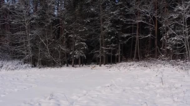 Siperian Husky kulkee lumisten peltojen läpi lähellä metsää, ylhäältä näkymä koiralle ja sen toimille. Harmaa nuori susi luonnossa. — kuvapankkivideo