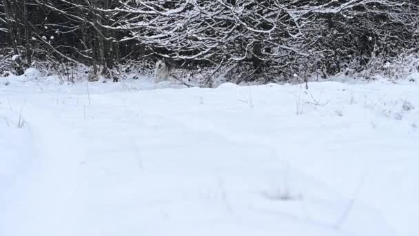 Χάσκι στο δάσος τρέχει μέσα από το χιόνι, αργή κίνηση του σκύλου, μια χειμερινή βόλτα στο δάσος. — Αρχείο Βίντεο