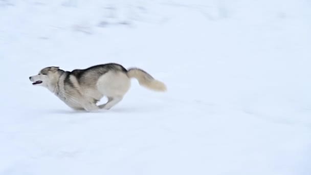 Husky en el bosque corriendo a través de la nieve, cámara lenta del perro, un paseo de invierno en el bosque. Un joven lobo gris caza en la naturaleza. — Vídeos de Stock