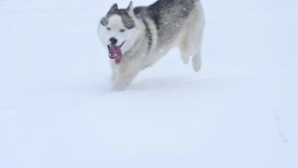 Een speels en vrolijk husky springt en loopt op de sneeuw, een winterwandeling van een gelukkige hond. Een jonge grijze wolf jaagt in het wild. — Stockvideo