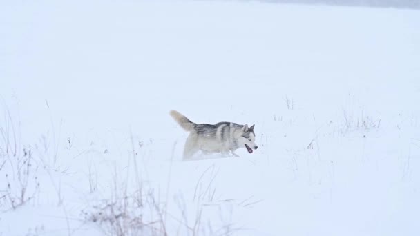Um brincalhão e alegre husky salta e corre na neve, um passeio de inverno de um cão feliz. — Vídeo de Stock