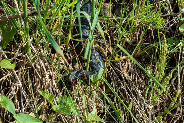 緑の芝生の中で変装してカルパティアのバイパー狩り ウクライナの草原に毒のある黒いヘビが隠れて2021 — ストック写真