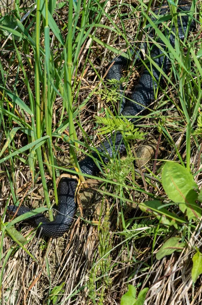 Die Karpatenotter Jagt Verkleidet Grünen Gras Eine Giftige Schwarze Schlange — Stockfoto