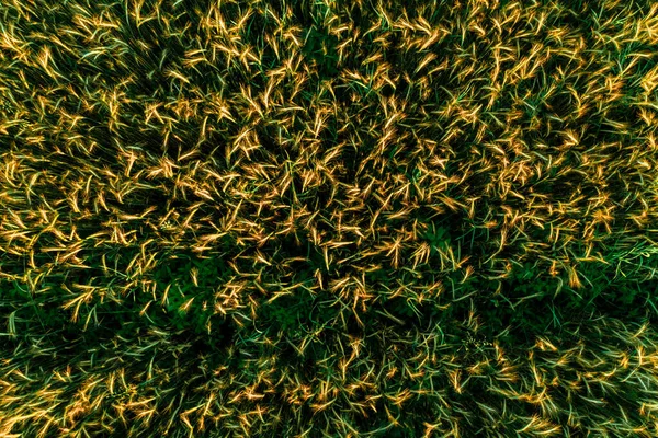Культивируемым Растением Является Пшеница Выращенная Частном Поле Деревне Выстрел Крупным — стоковое фото