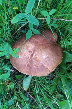 Ormandaki büyük beyaz mantarlar, yağmurdan sonraki sonbahar hasadı, yeşil çimlerde güzel mantarlar. 2021