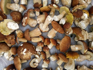 Beyaz mantarlar, diyet ve lezzetli beyaz mantarlar, mevsimlik yenebilir yabani mantarlar ormanda toplanır. Yeni