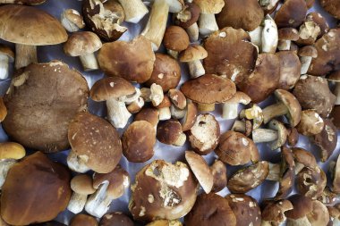 Beyaz mantarlar, diyet ve lezzetli beyaz mantarlar, mevsimlik yenebilir yabani mantarlar ormanda toplanır. Yeni