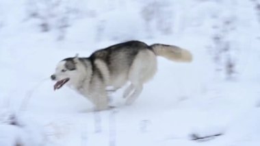 Ormanda Husky karda koşuyor, köpeğin ağır çekimde, ormanda kış yürüyüşü..