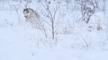 Neşeli ve neşeli bir kurt, mutlu bir köpeğin kış yürüyüşü olan karda atlar ve koşar. Genç gri bir kurt vahşi doğada avlanır..
