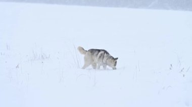 Neşeli ve neşeli bir kurt, mutlu bir köpeğin kış yürüyüşü olan karda atlar ve koşar. Genç gri bir kurt vahşi doğada avlanır..