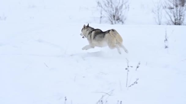 Husky en el bosque corriendo a través de la nieve, cámara lenta del perro, un paseo de invierno en el bosque. Un joven lobo gris caza en la naturaleza. — Vídeos de Stock