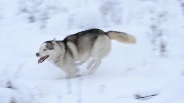Husky v lese běžící sněhem, zpomalený pohyb psa, zimní procházka lesem. — Stock video