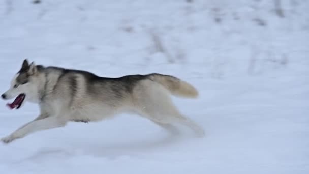 Alegre husky corre en un prado nevado cerca del bosque, un paseo de invierno con un perro, cámara lenta de la mascota. — Vídeos de Stock