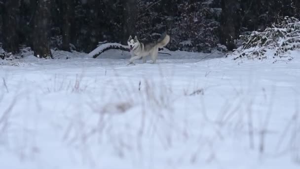 Alegre husky corre en un prado nevado cerca del bosque, un paseo de invierno con un perro, cámara lenta de la mascota. — Vídeos de Stock