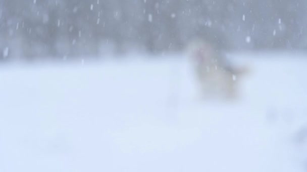 Zabawny i wesoły husky skacze i biegnie po śniegu, zimowy spacer szczęśliwego psa. — Wideo stockowe