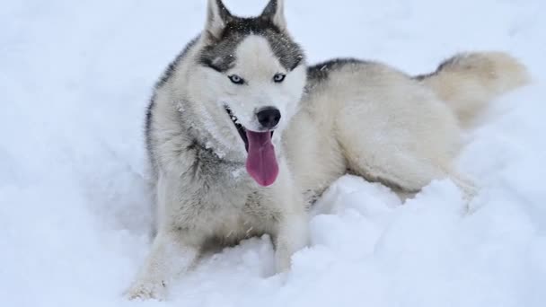 快乐的哈士奇在森林附近的雪地上奔跑，带着一只狗在冬天散步. — 图库视频影像