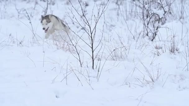 Um brincalhão e alegre husky salta e corre na neve, uma caminhada de inverno de um cão feliz. Um jovem lobo cinzento caça na natureza. — Vídeo de Stock