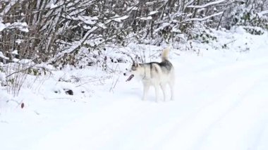 Köpek, ormanda av arayan bir kurt gibidir. Koku duyusunu vahşi hayvan izlerini aramak için kullanır..