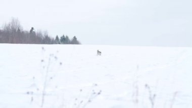 Köpek, ormanda av arayan bir kurt gibidir. Koku duyusunu vahşi hayvan izlerini aramak için kullanır..