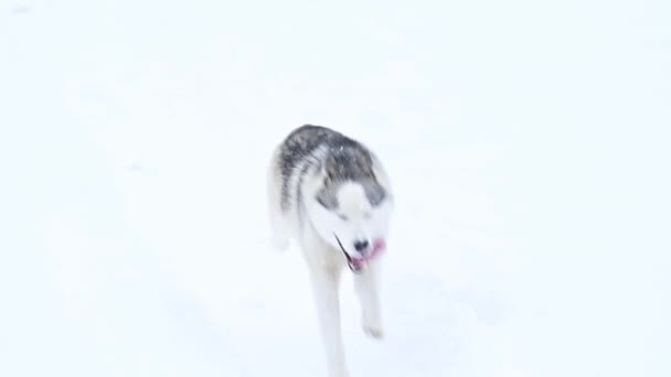 Σιβηρίας Husky, περπατά στο δάσος σαν μοναχικός κυνηγός λύκων, το χειμώνα και το χειμώνα κυνήγι των ζώων. — Αρχείο Βίντεο