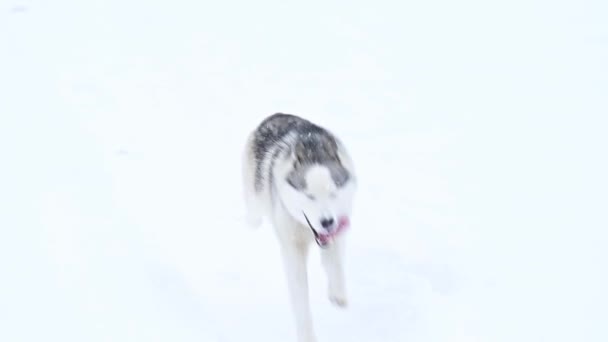 Sibirien Husky, vandrar i skogen som en ensam varg rovdjur, vinter och vinter djur jakt. — Stockvideo