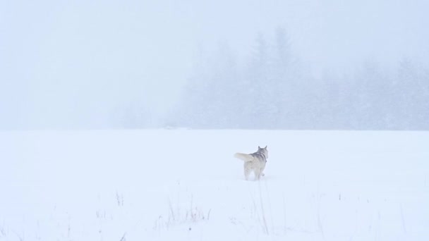 Vinterskog och hundpromenad, rovhund i skogen, vargfamilj och utsikt. — Stockvideo