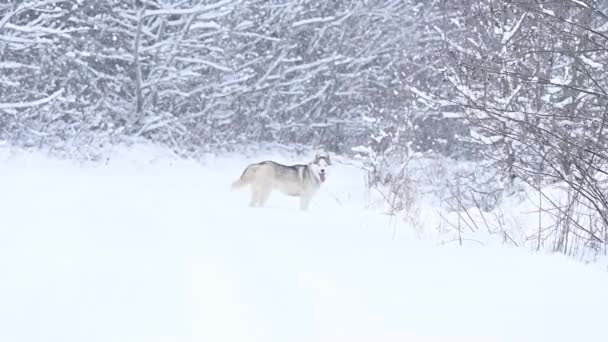 Sibirya Husky 'si, ormanda yalnız kurt avcısı gibi yürüyor, kış ve kış hayvanı avlıyor.. — Stok video