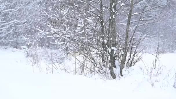 Σιβηρίας Husky, περπατά στο δάσος σαν μοναχικός κυνηγός λύκων, το χειμώνα και το χειμώνα κυνήγι των ζώων. — Αρχείο Βίντεο
