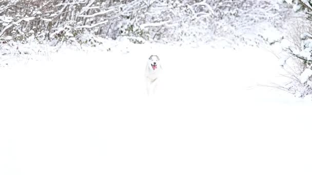 Husky sibérien, marche dans les bois comme un loup prédateur solitaire, chasse aux animaux hiver et hiver. — Video