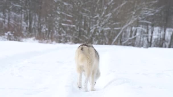 De hond is als een wolf op zoek naar prooi in het bos, met zijn reukzin op zoek naar sporen van wilde dieren. — Stockvideo