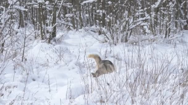 Собака як вовк у пошуках здобичі в лісі, використовуючи відчуття запаху, щоб шукати сліди диких тварин . — стокове відео